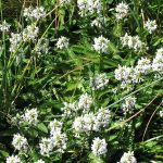 stachys officinalis alba 1