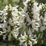 stachys officinalis alba