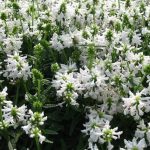stachys officinalis alba 2