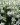 stachys officinalis alba 2