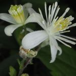 sumski klematis 2