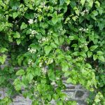 sumski klematis 5