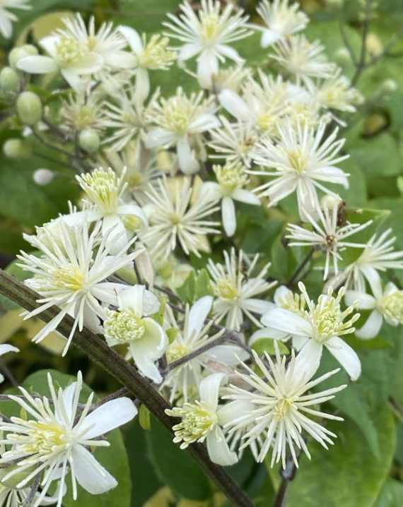 sumski klematis