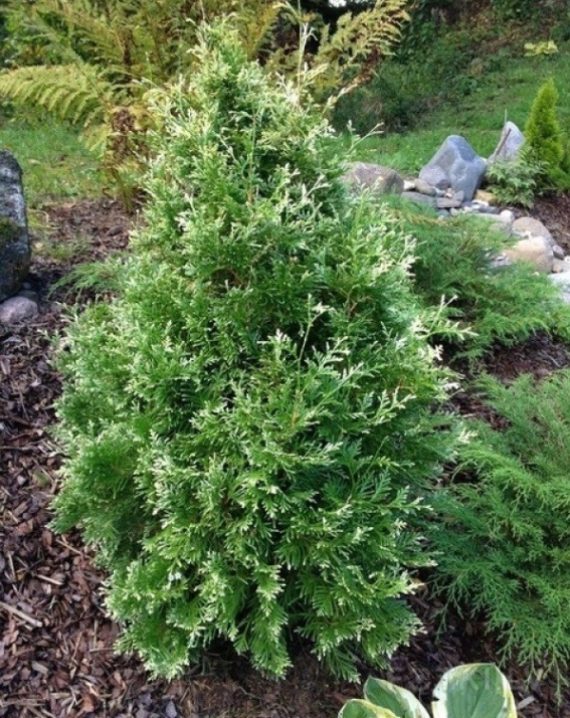 tuja smaragd variegata