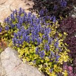 ajuga reptans cordial canary 1