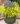 ajuga reptans cordial canary 3