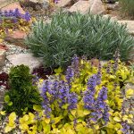 ajuga reptans cordial canary 4