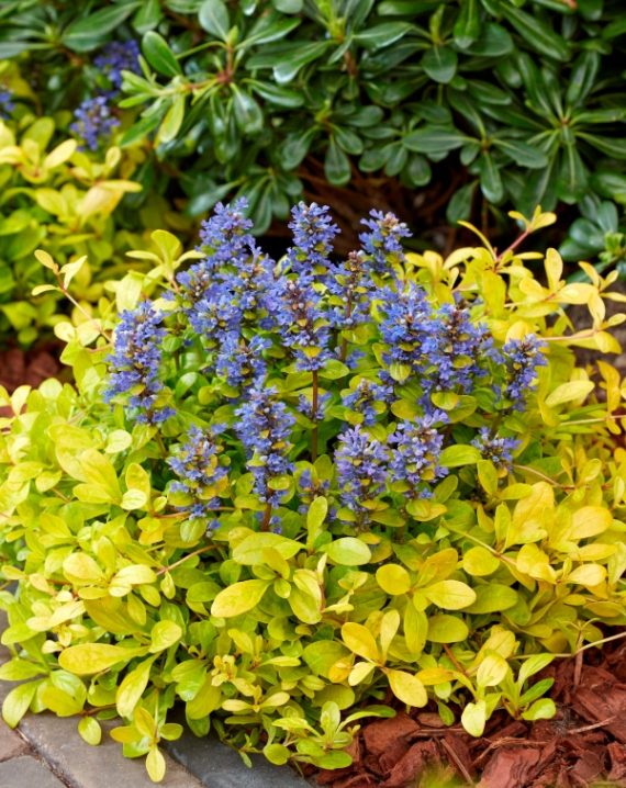 ajuga reptans cordial canary