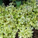 ajuga reptans toffee chip