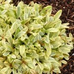 ajuga reptans toffee chip 2