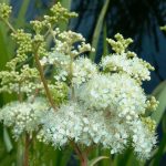 filipendula ulmaria variegata 2