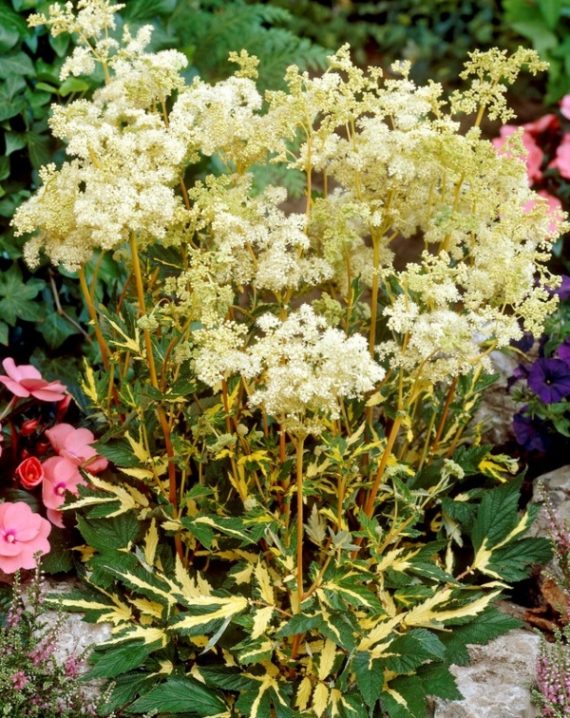 filipendula ulmaria variegata