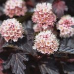 fizokarpus patuljasti 2