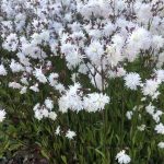 lychnis petit henri 1