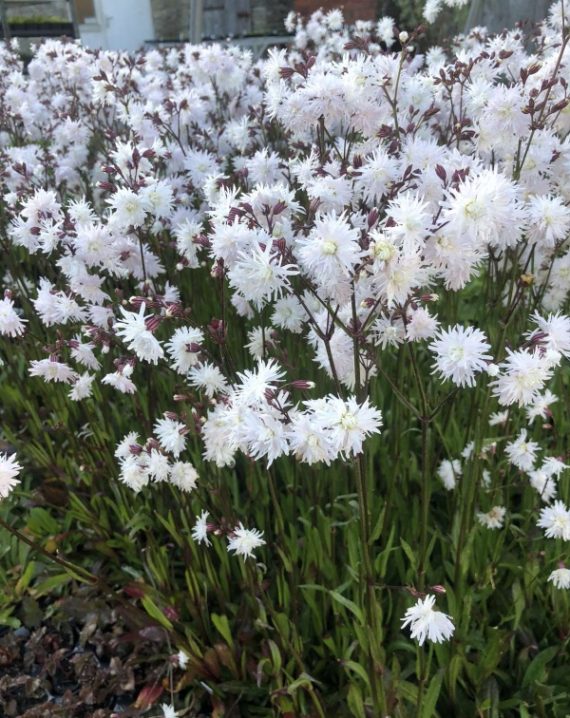 lychnis petit henri 1