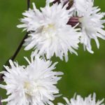 lychnis petit henri