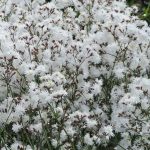 lychnis petit henri 2