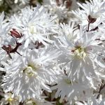 lychnis petit henri 3