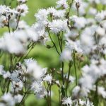 lychnis petit henri 5