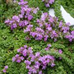 thymus praecox minor