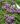 thymus praecox minor