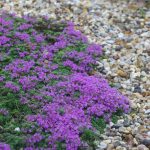 thymus praecox minor 3