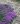 thymus praecox minor 3